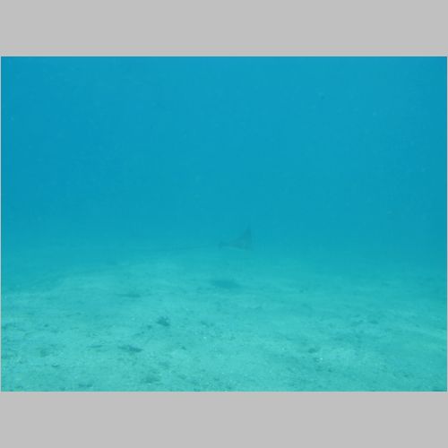 Dive Blue Heron 03-Apr-2010_912.JPG